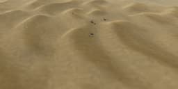 Dune