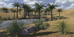 Oasis